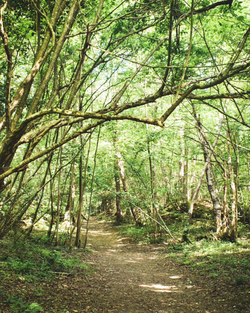 eaves wood walk. arnside silverdale walks. by lancashire lads