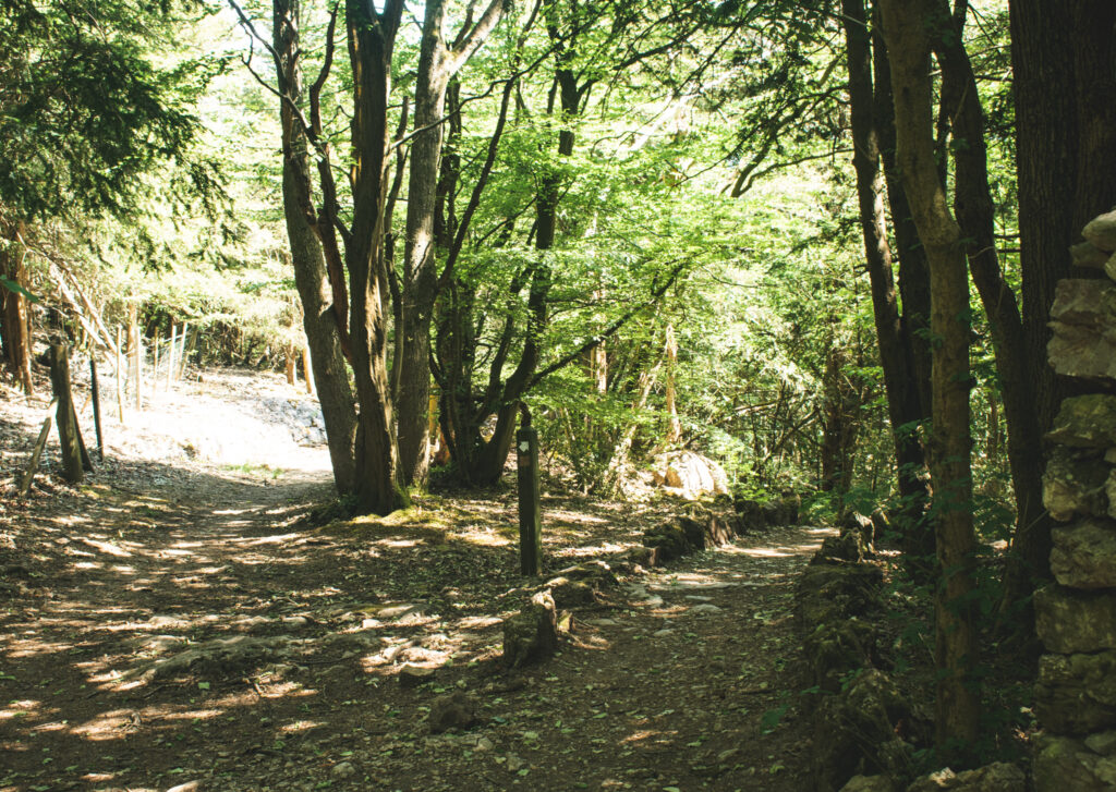 eaves wood walk. lancashire. silverdale