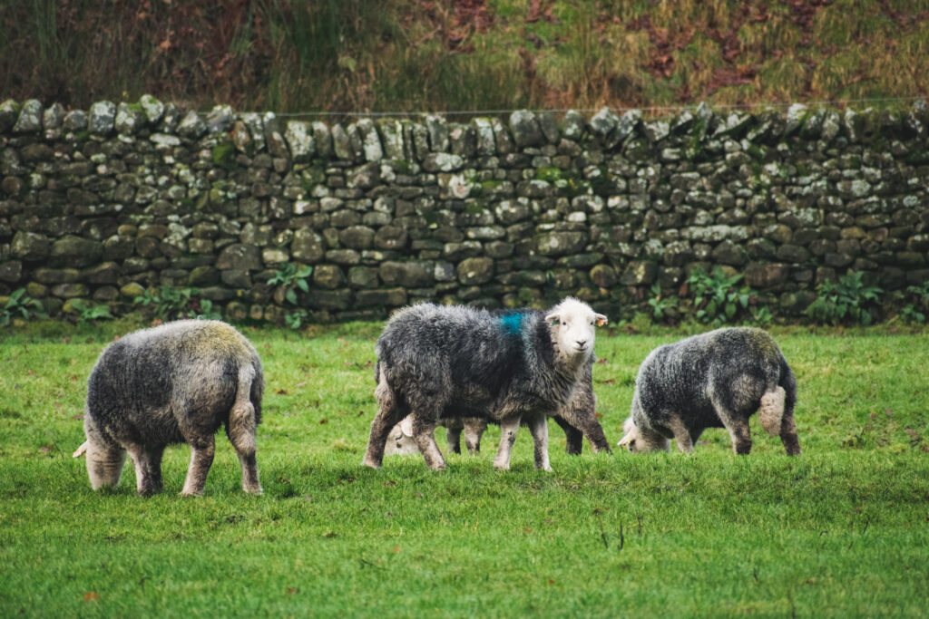 herdwick sheep in forest of bowland. langden brook walk by lancashire lads.