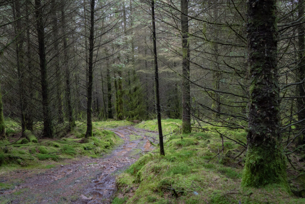 gisburn forest walks. lancashire