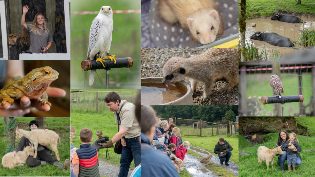 smj falconry at bowland wild boar park. August 2023. lancashire, ribble valley. family day out ideas.